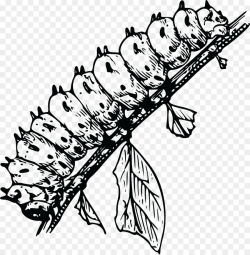 Butterfly Black And White clipart - Caterpillar, Butterfly ...