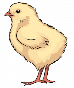 Chick clipart. Free download. | Creazilla