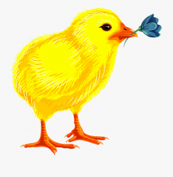 Baby Chicks Clipart , Transparent Cartoon, Free Cliparts ...