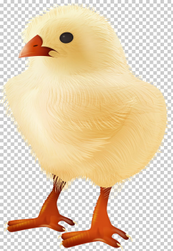 Yellow-hair chicken Bird , cute yellow chick creative PNG ...