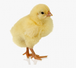 Baby Chicken Png - Baby Chicken Clear Background #769953 ...