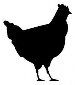Chicken clipart black and white free clipart images 2 - Clipartix
