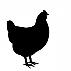 Black And White Chicken Clipart | Free download best Black And White ...