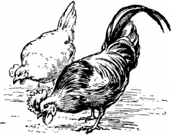 Chickens Eating | ClipArt ETC