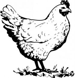 Free Chicken Cliparts, Download Free Clip Art, Free Clip Art on ...