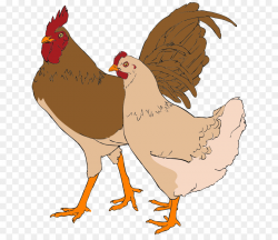 Rooster, Chicken, Bird, transparent png image & clipart free download