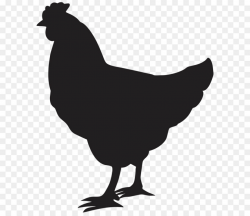 Chicken Poultry png download - 6709*8000 - Free Transparent Chicken ...