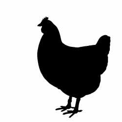 Chicken Silhouette Clipart Free Stock Photo - Public Domain Pictures ...