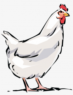 Dominique Broiler Bird Rooster Clip Art Transprent - Chicken Png ...