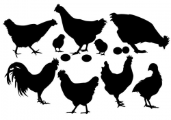 Chicken Free Vector Art - (6,315 Free Downloads)