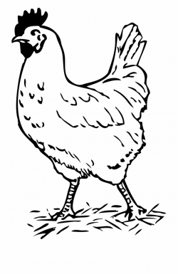 Free Black And White Chicken Clipart, Download Free Clip Art, Free ...