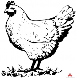 Chicken in the farm clipart free clipart design download - Clipartix