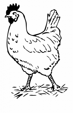 Clipart Black And White Chicken - Hen Black And White Free PNG ...