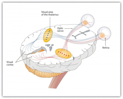 Cognitive Psychology