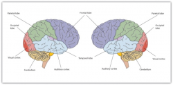 Cognitive Psychology