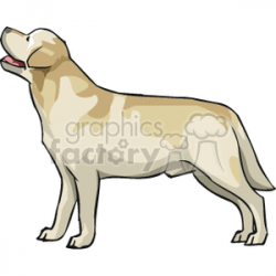 Labrador Retriever clipart. Royalty-free clipart # 131866