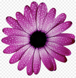 Flower, Purple, Dahlia, transparent png image & clipart free download