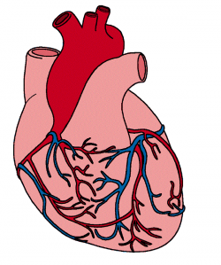 Free Human Heart Pictures Images, Download Free Clip Art, Free Clip ...