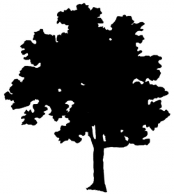 Free Free Tree Silhouette, Download Free Clip Art, Free Clip ...