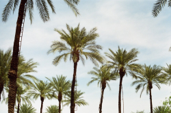 Coachella: The Other 50 Weeks / Blog / Need Supply Co.