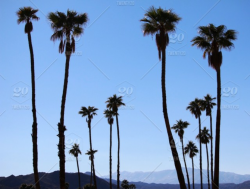 Coachella Valley Palms stock photo 60365aac-94e2-4faf ...