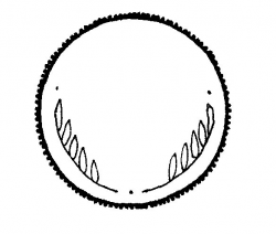 Coin Clipart Black And White | Free download best Coin ...