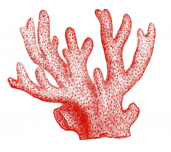 Best Coral Reef Clipart #15989 - Clipartion.com