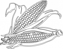 Free corn clipart coloring pages 2 - Clipartix