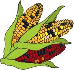 Free Fall Corn Cliparts, Download Free Clip Art, Free Clip Art on ...
