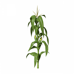 Download Corn Plant PNG Clipart - Free Transparent PNG Images, Icons ...