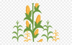 Clip Transparent Tobacco Stalk Cliparts Free - Corn Plant Png Clip ...