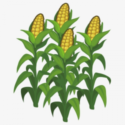 Corn plant clipart 6 » Clipart Portal