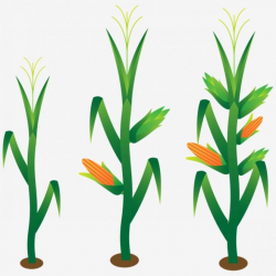 free clipart corn plant | www.thelockinmovie.com
