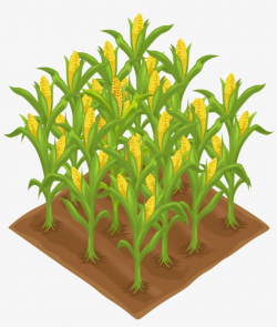 Plants Clipart Corn - Free Transparent PNG Download - PNGkey