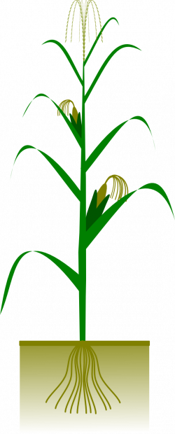 Corn plant clipart kid - Cliparting.com
