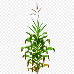 Plants, Popcorn, Plant, transparent png image & clipart free download