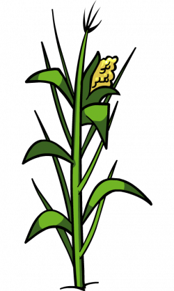 Free Corn Plant Cliparts, Download Free Clip Art, Free Clip Art on ...