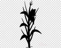 Corn, Plant, Silhouette, transparent png image & clipart free download