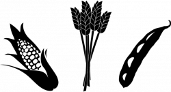 Free corn and soybeans crop silhouette clipart - Clip Art Library