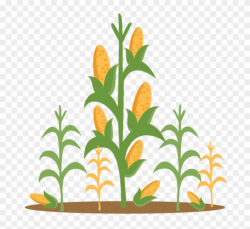 Clip Art Corn Stalks - Png Download (#538005) - PinClipart