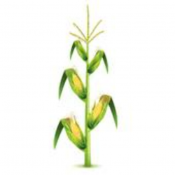 Corn Stalk Clip Art - Royalty Free - GoGraph