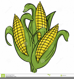 Free Clipart Of Corn Stalks | Free Images at Clker.com - vector clip ...