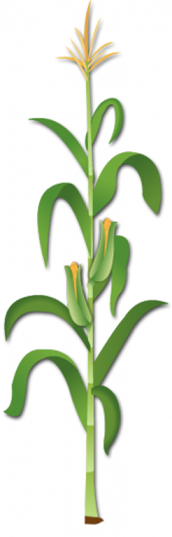 Corn Stalk Clipart & Look At Clip Art Images - ClipartLook