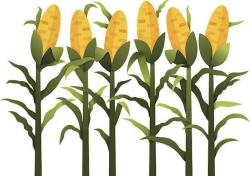 Corn stalk clipart 5 » Clipart Portal