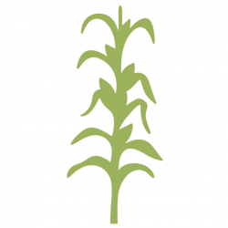 69+ Corn Stalk Clipart | ClipartLook