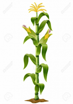 Corn stalk clipart 2 » Clipart Portal