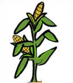 Corn Stalk Image Clip Art at Clker.com - vector clip art online ...