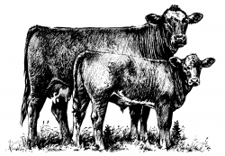 Free Hereford Cow Cliparts, Download Free Clip Art, Free Clip Art on ...