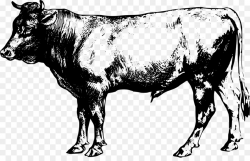 Beef cow clipart 6 » Clipart Station