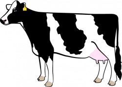 Cow Background clipart - Milk, Dairy, Drawing, transparent ...